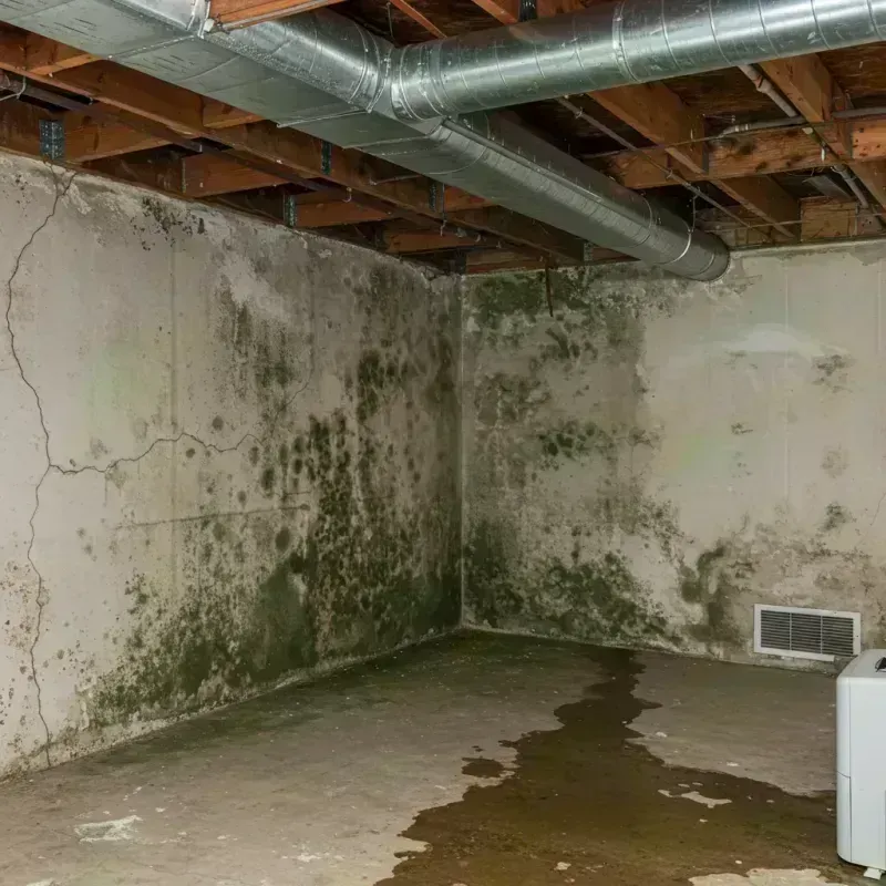 Professional Mold Removal in Newport, OH